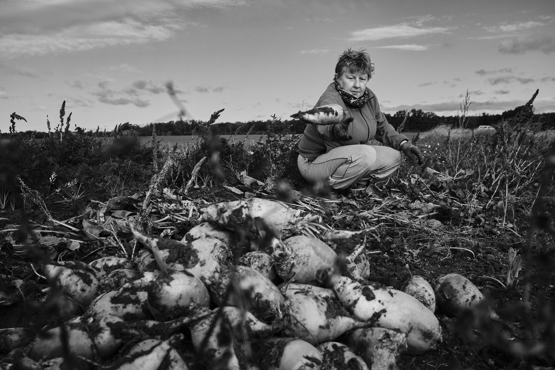 Eien Frau wift Rüben auf einen Haufen - Foto: Thomas Steinberg