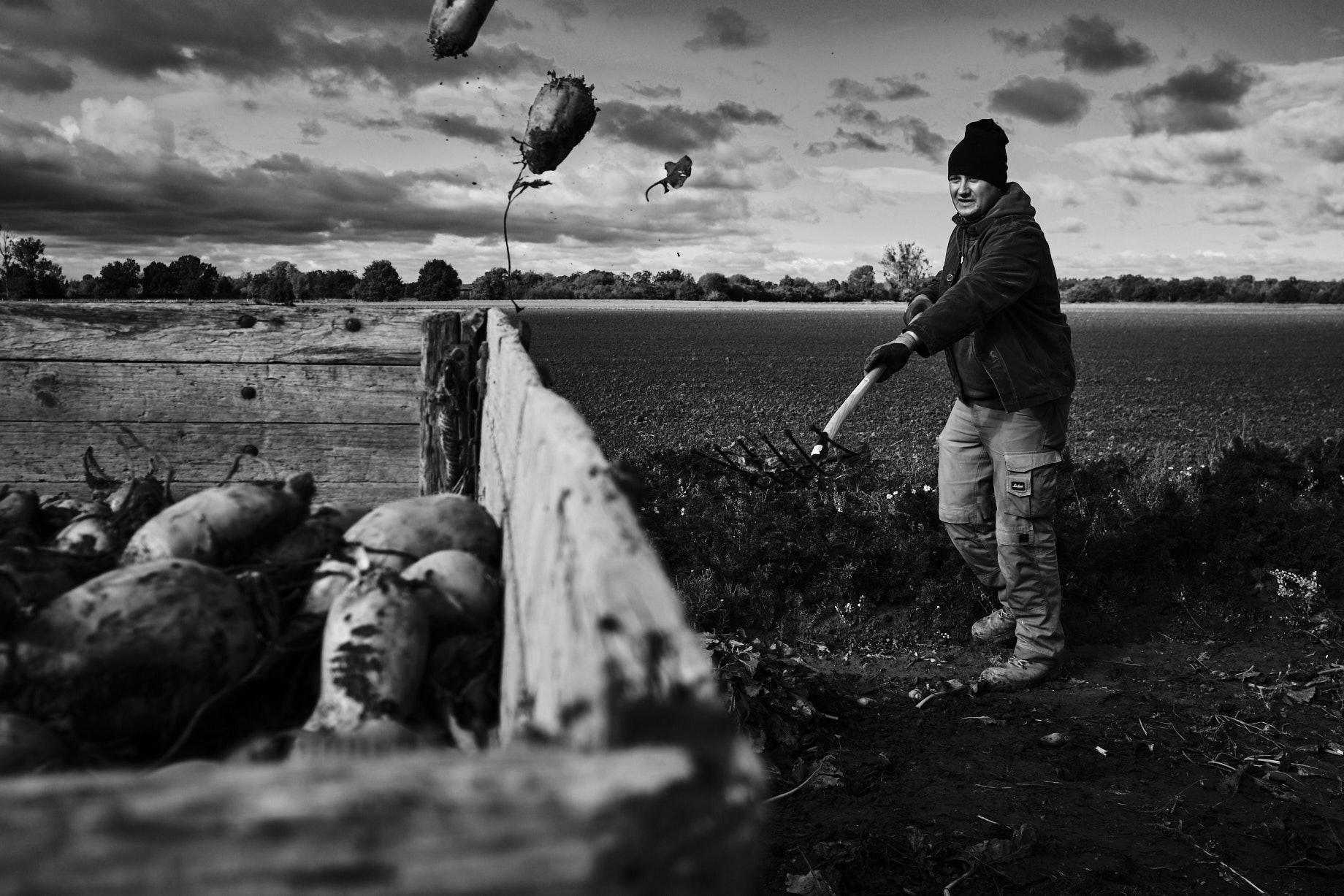 Dei Rüben werden mit der Forke auf einen Anhänger geworfen - Foto: Thomas Steinberg