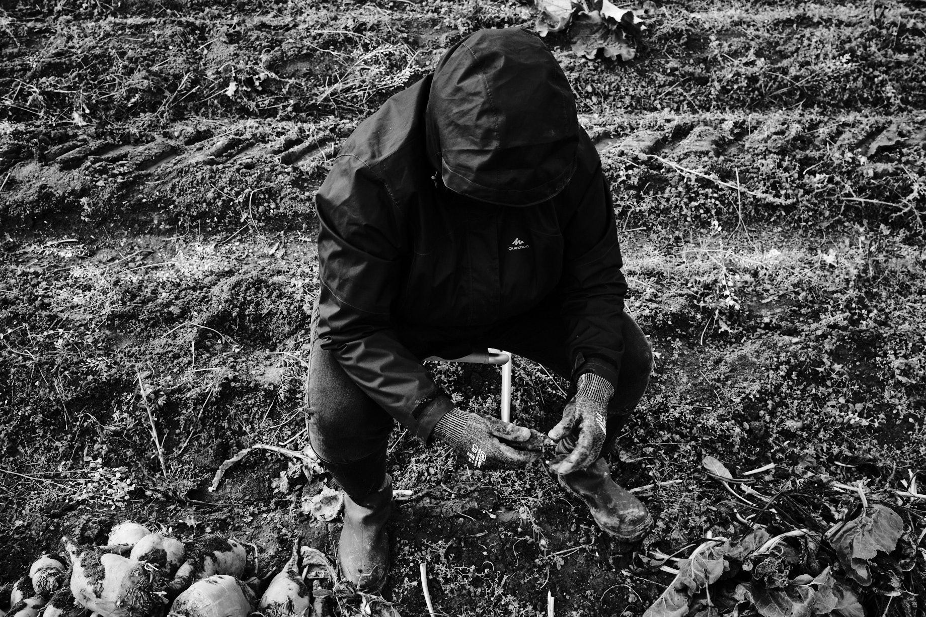 Am Tag der Ernte fegte ein unangenehmer Wind übers Feld. Mit tief ins Gesicht gezogener Kapuze versucht eine Erntehelferin sich davor zu schützen. - Foto: Thomas Steinberg
