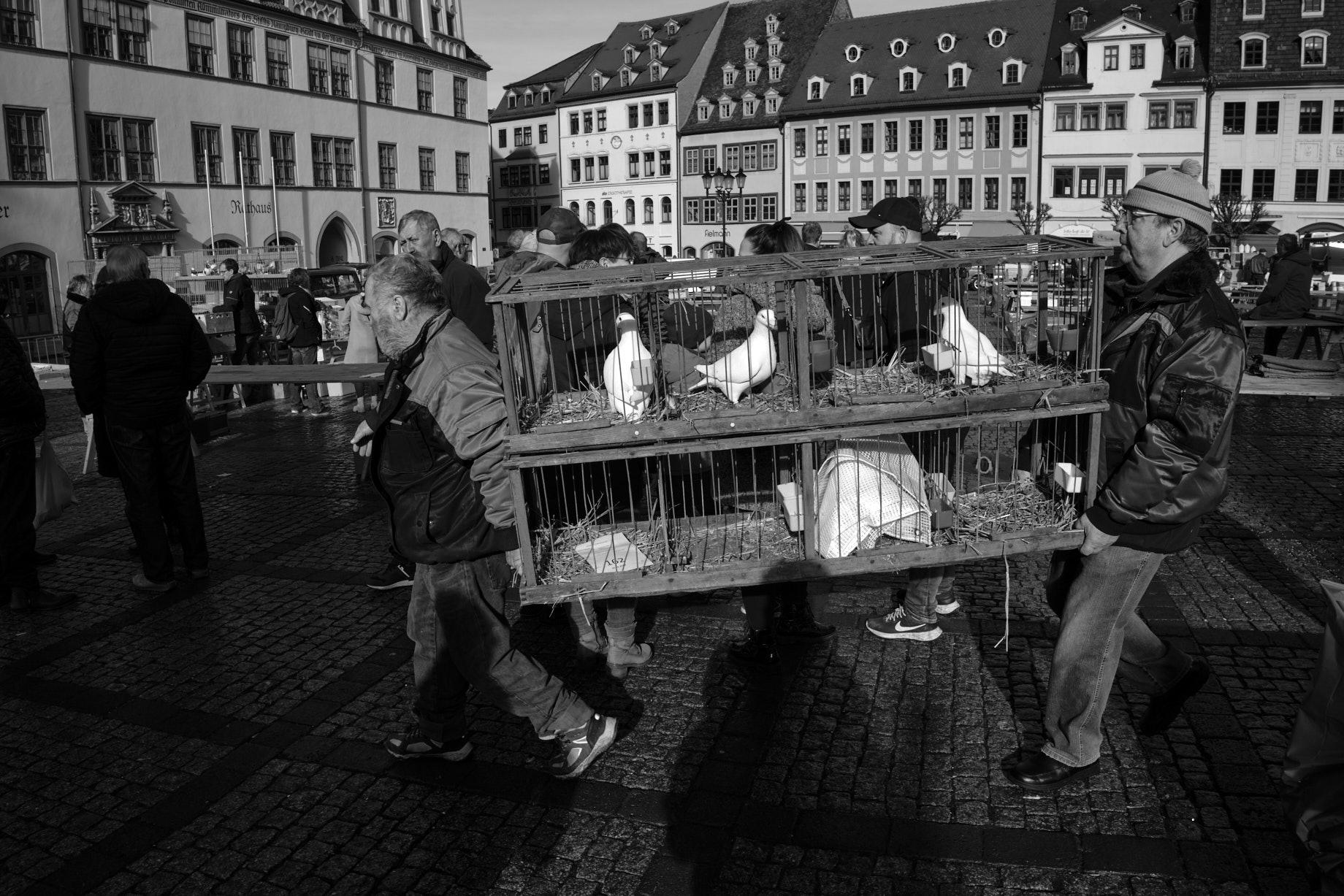 Züchter mit einem Taubenkäfig - Foto: Thomas Steinberg