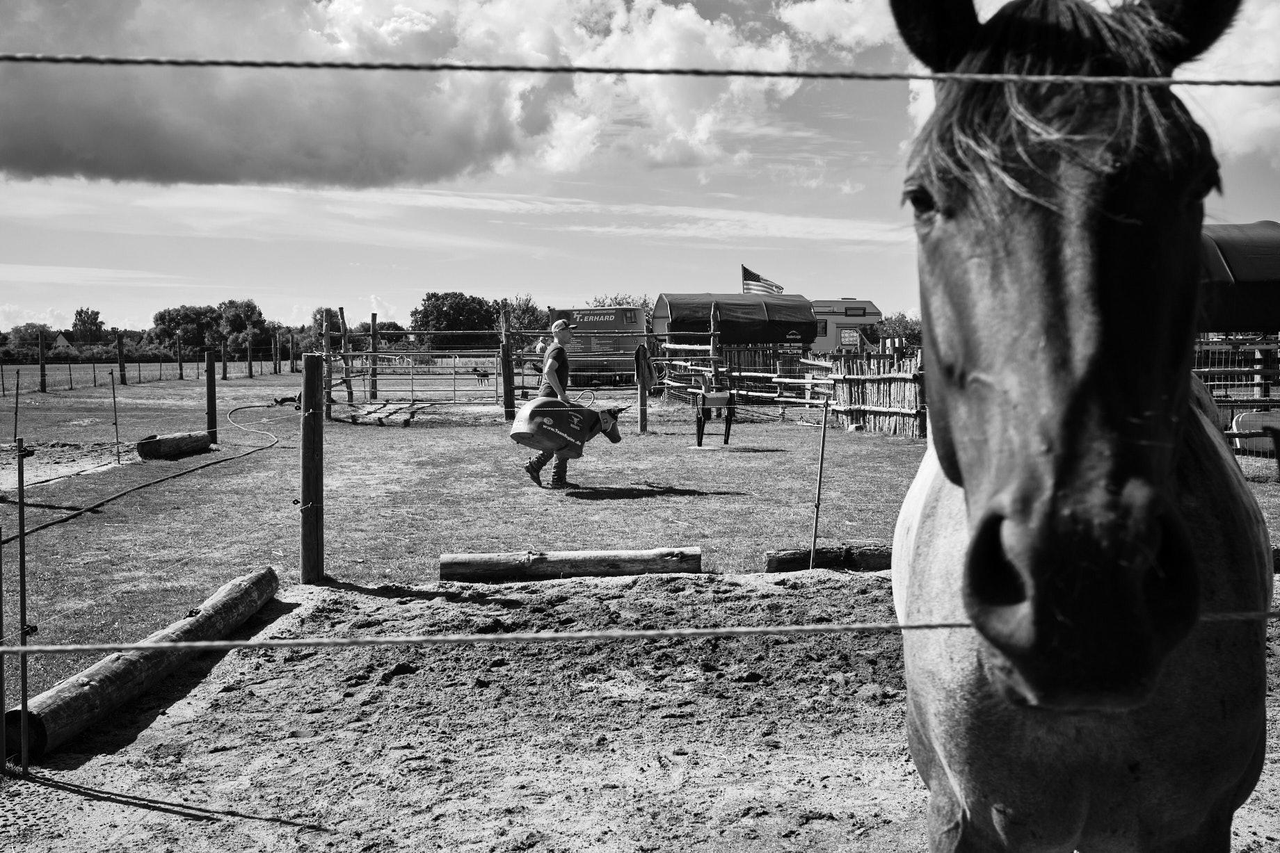 Mann tr&auml;gt eine Kalb-Attrappe, im Vordergrund der Kopf eines Pferdes. - Foto: Thomas Steinberg